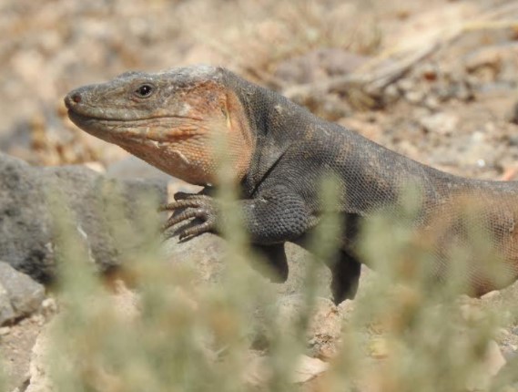 LAGARTO GRAN CANARIA 3