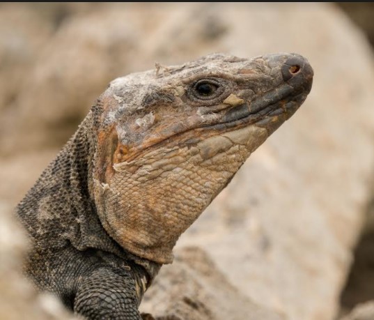 LAGARTO GRAN CANARIA 1