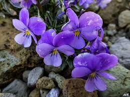 violeta del teide