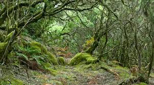 flora gomera