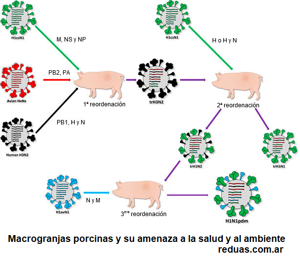 macrogranjas