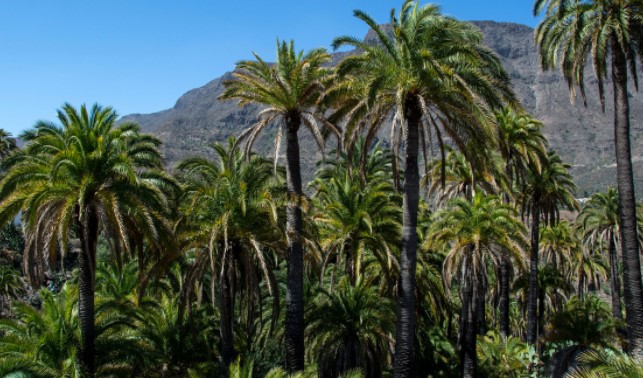 PALMERAS TENERIFE