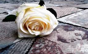 rosa blanca