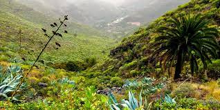 flora canaria