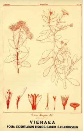 vieraea