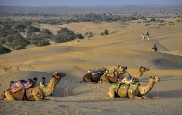 camellos afuchados