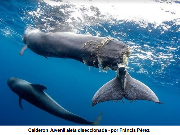 fonsalía calderón aleta diseccionada
