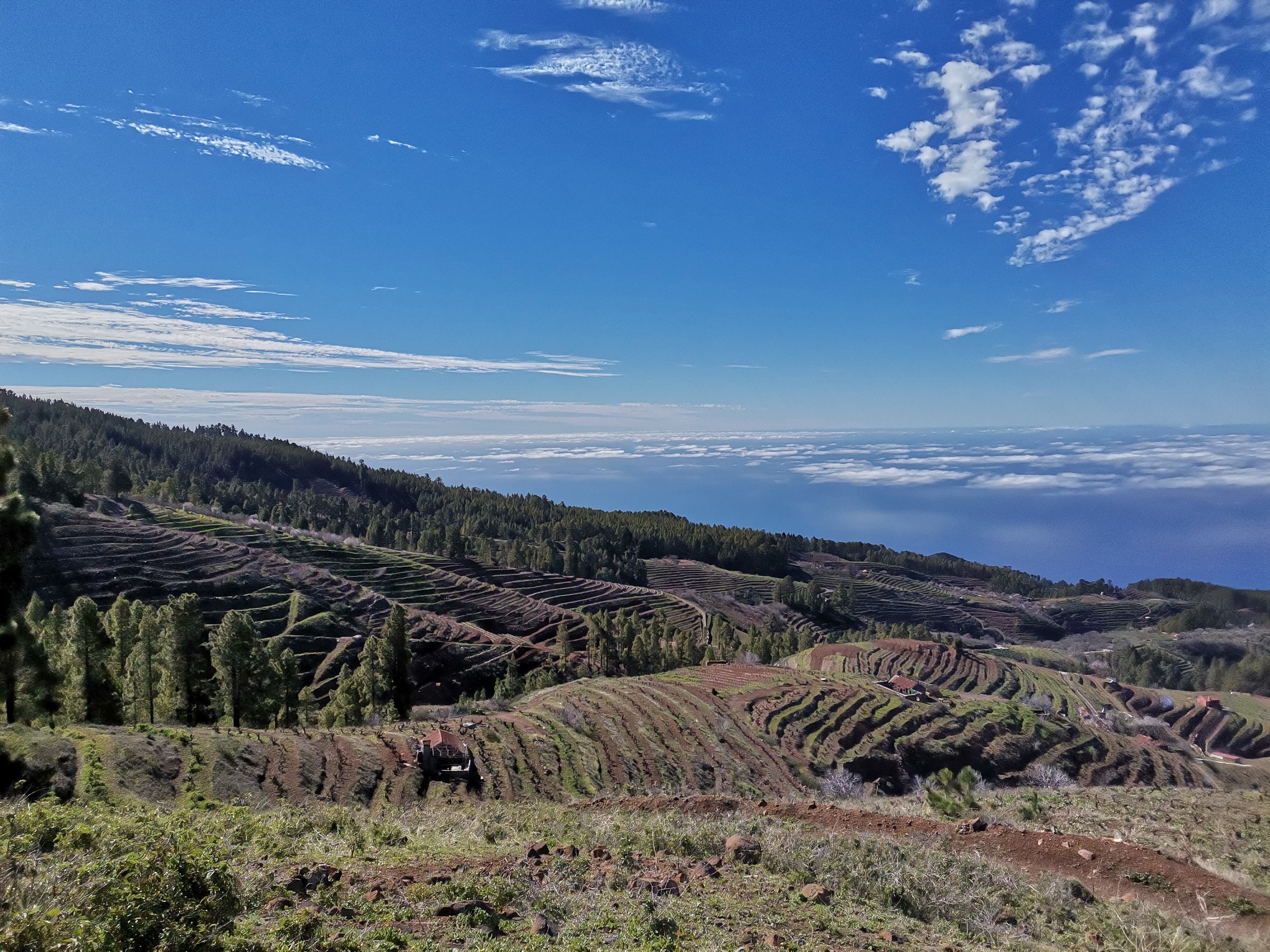 campo la palma
