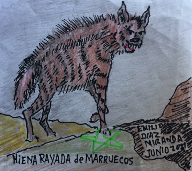 hiena rayada marruecos