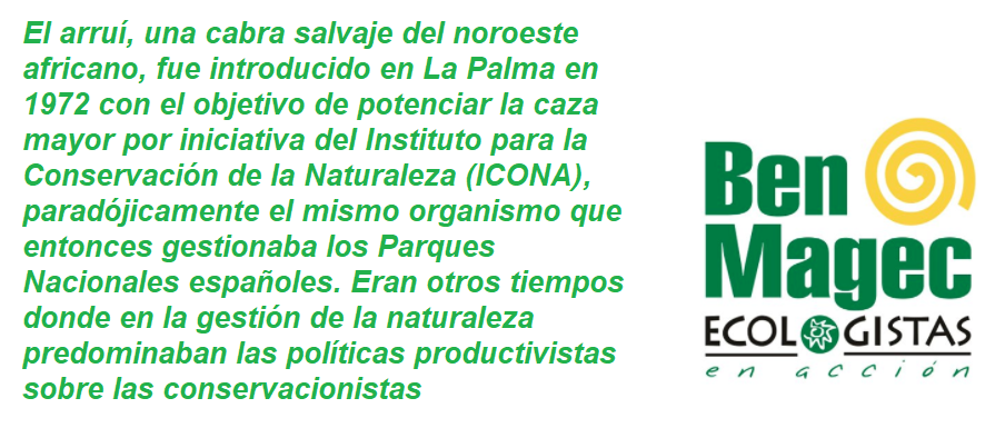 frase arrui la palma