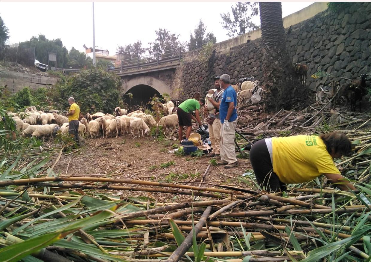 4 - Ecovoluntariado Cardones 14.08.2021