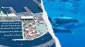 fonsalía ballenas