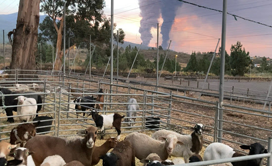 ovejas y cabras
