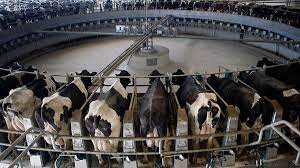 macrogranjas vacas