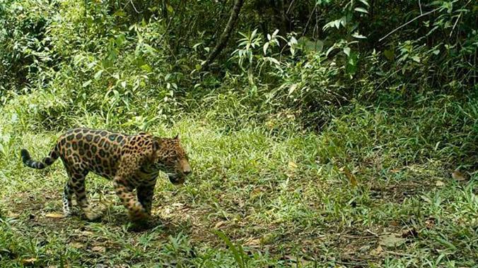 jaguar jaramillo