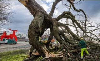 ARBOL ARRANCADO DE CUAJO