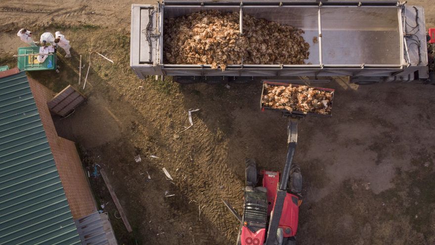 Vista aérea del camión en el que se acumulan las gallinas afectadas por el brote de gripe aviar en Íscar (Valladolid). Foto: Greenpeace