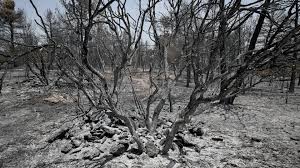BOSQUE QUEMADO