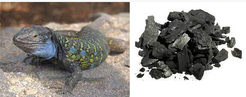 TIZÓN: LAGARTO O CARBÓN