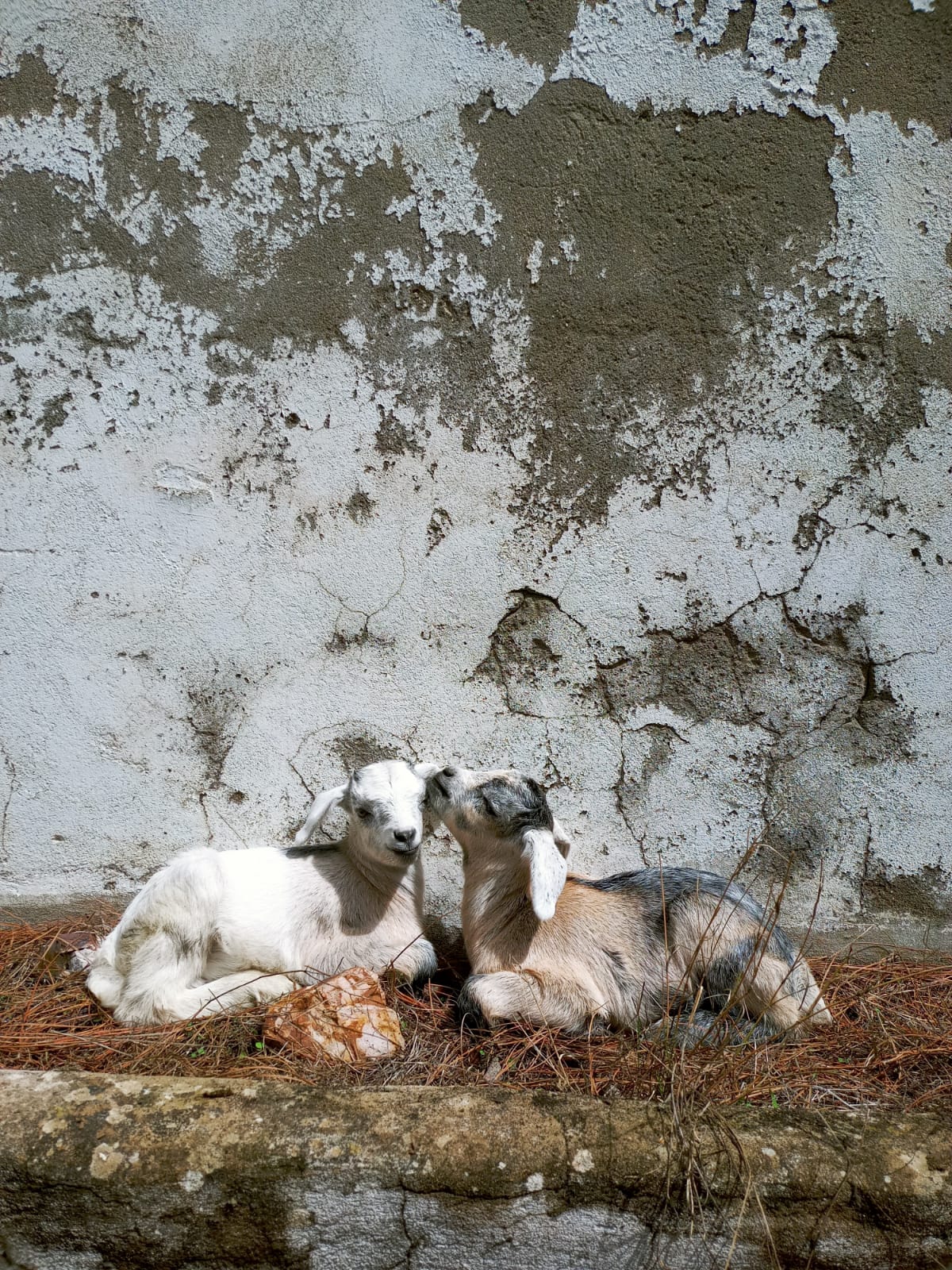 CABRAS 8
