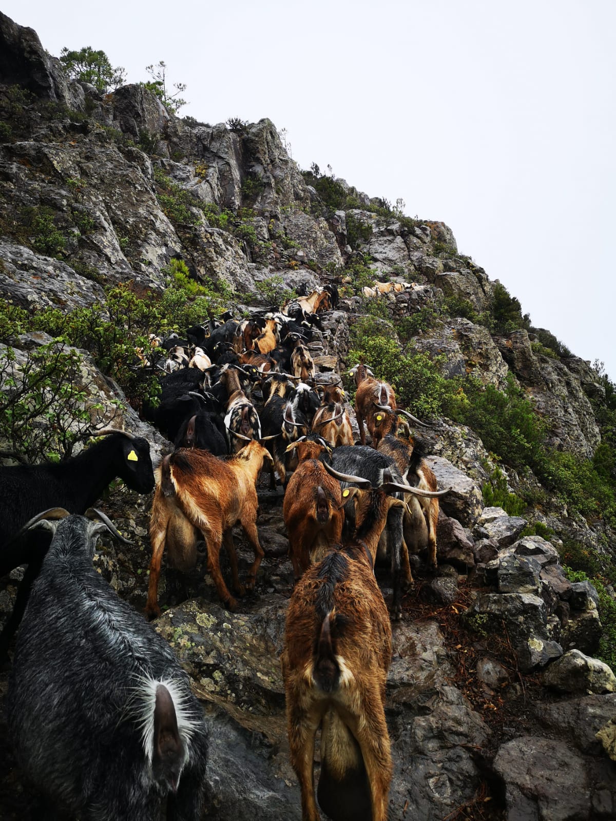 CABRAS 4