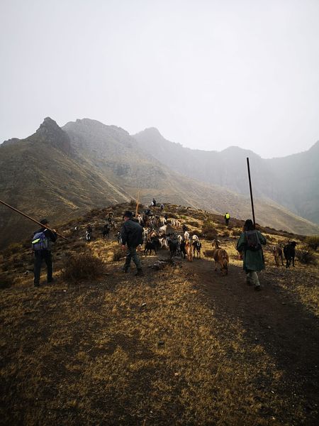 CABRAS 1