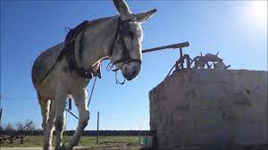 noria y burro  1