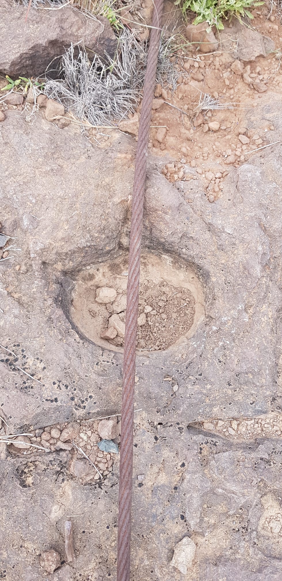 TAMARANAE