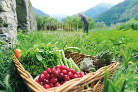 AGRICULTURA EN LA PALMA