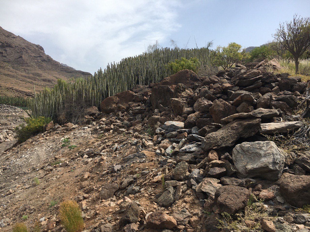 VENEGUERA