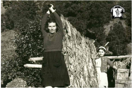 MUJERES CARGANDO EL CUJE CON HOJAS DE TABACO.
https://www.purosartesanosjulio.com/nuestro-taller/historia-del-tabaco-en-la-palma