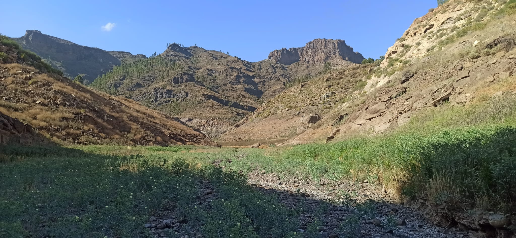 TAMARANAE