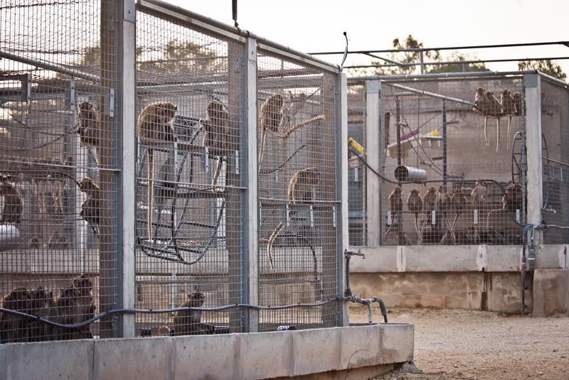 Jaulas de macacos de la empresa Camarney, ubicada en Camarles, Tarragona  Igualdad Animal