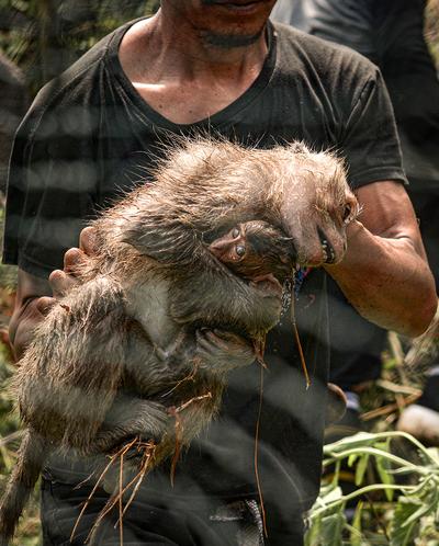 Una cría de macaco y su madre siendo capturadas en Indonesia  Action for Primates
