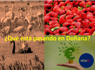 doñana attac