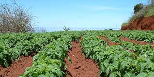 GARAFÍA