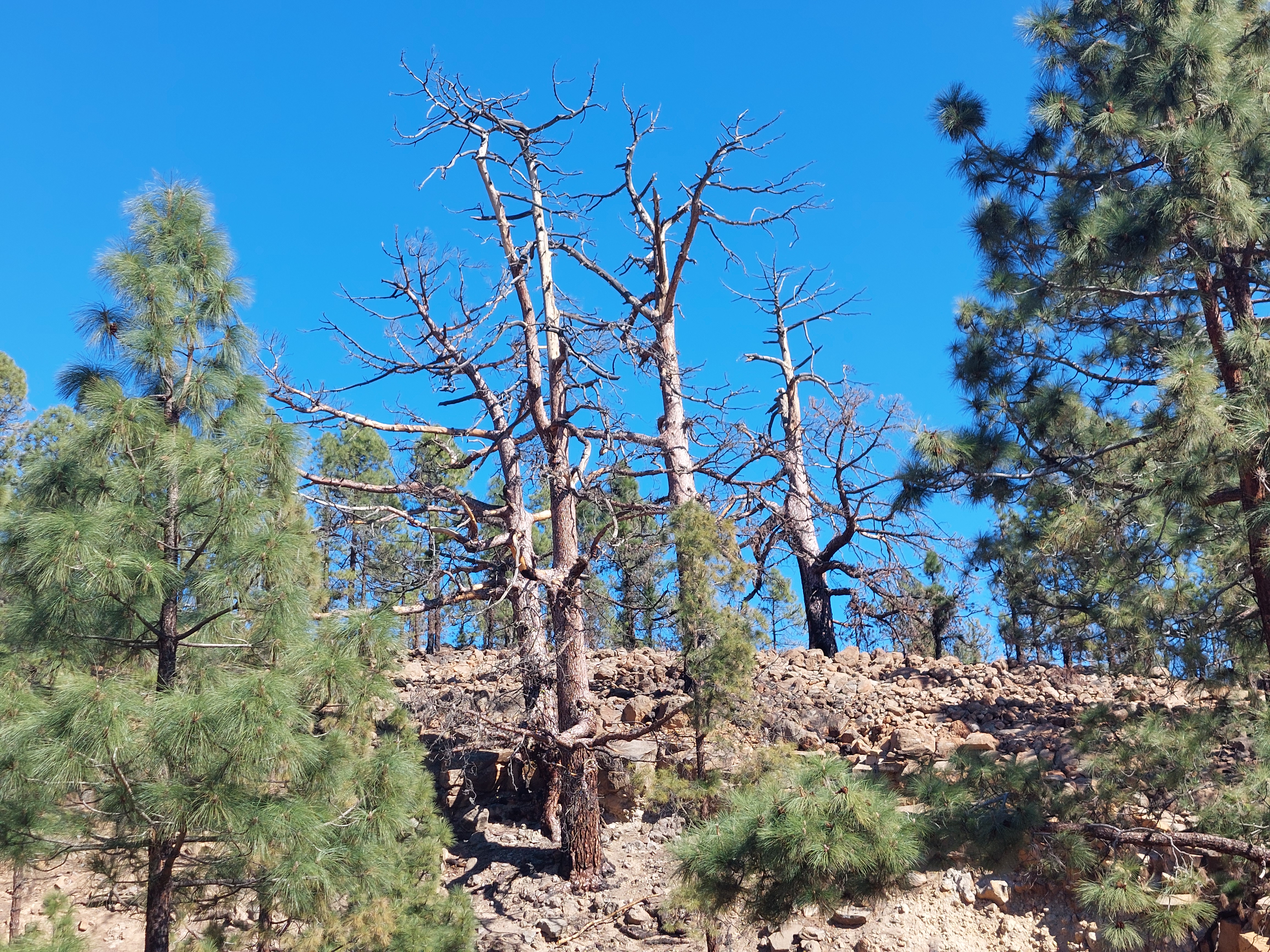 Patriarcas pinar Arico Los patriarcas del pinar de Arico muertos en pie tras el paso del fuego en el incendio del año 2021 - Autora de la foto: Juana María González Mancebo