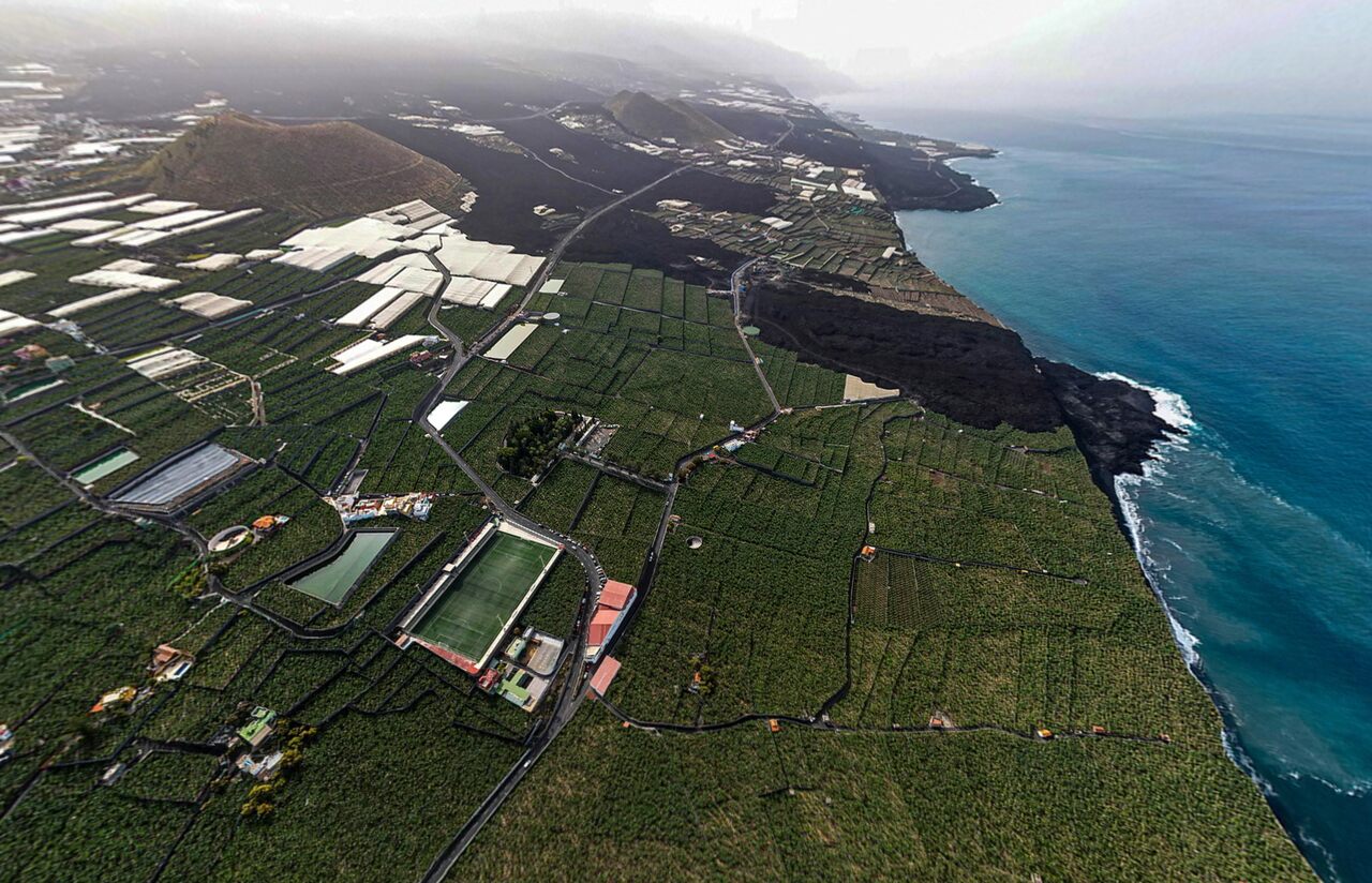 LA PALMA PLÁTANO