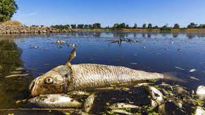 DESASTRE ECOLÓGICO RIO ODER