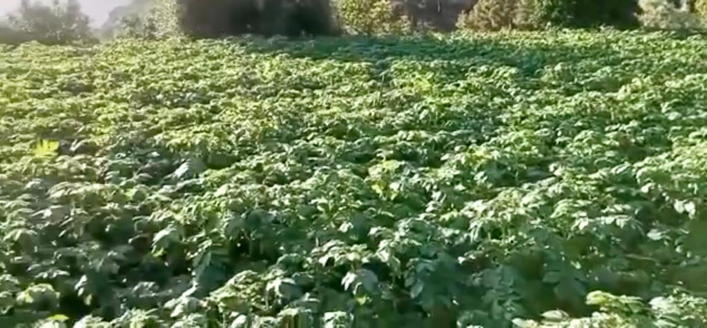 PAPAS CULTIVO