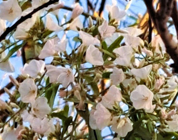 Flor del Guaydil. Foto JMCaste.