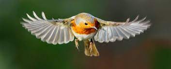 QUANTUM BIRD
