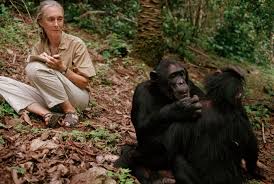 JANE GOODALL