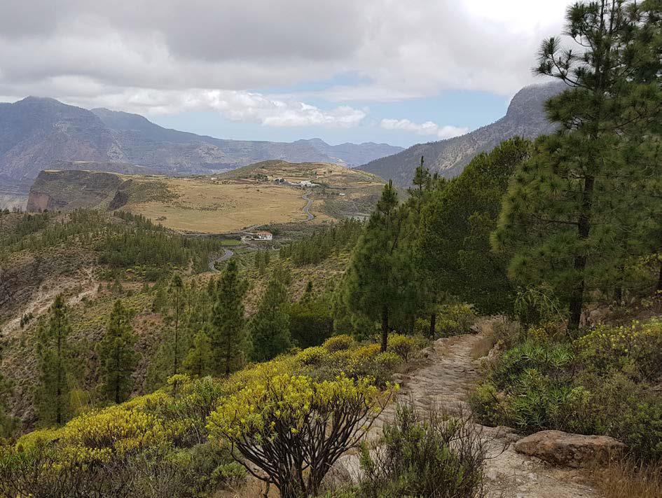 Camino Real