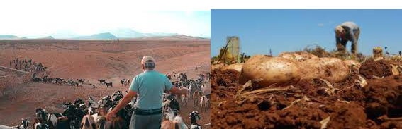 AGRICULTURA GANADERÍA CANARIAS