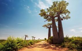 BAOBABS SENEGAL