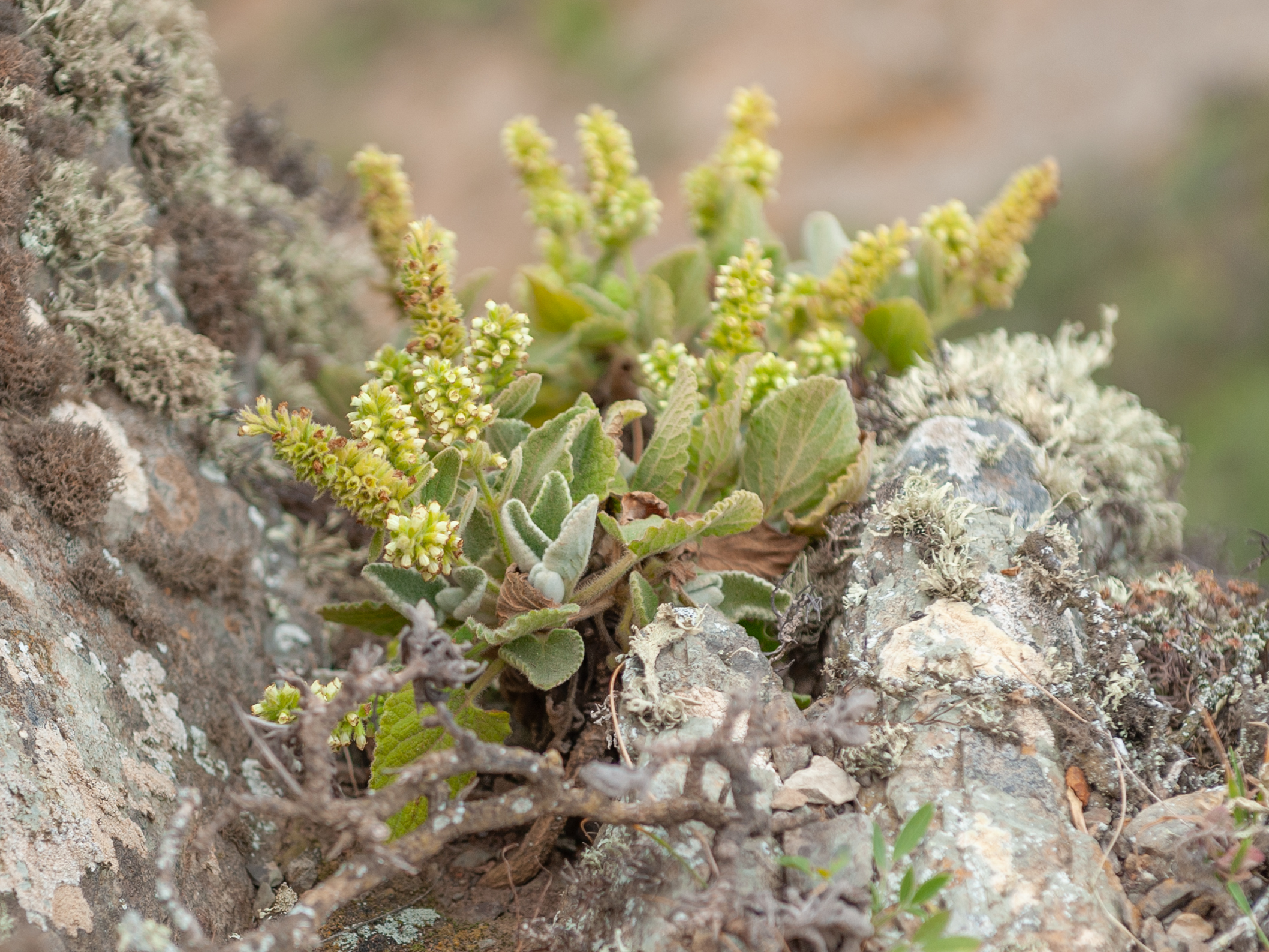 Salvia blanca, por R.C. García Medina