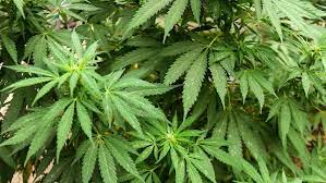 CANNABIS GRANAÍNO