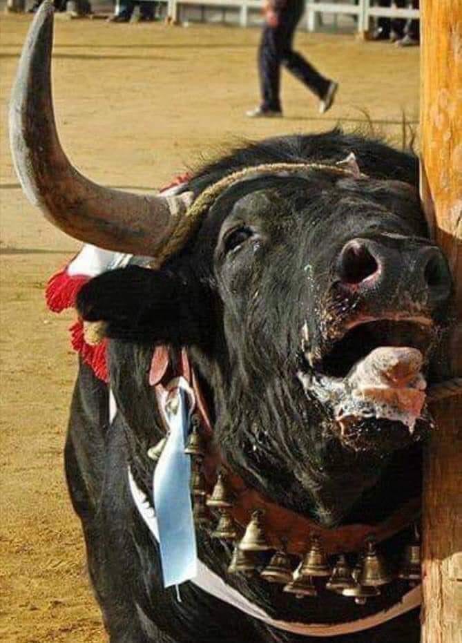 TORO