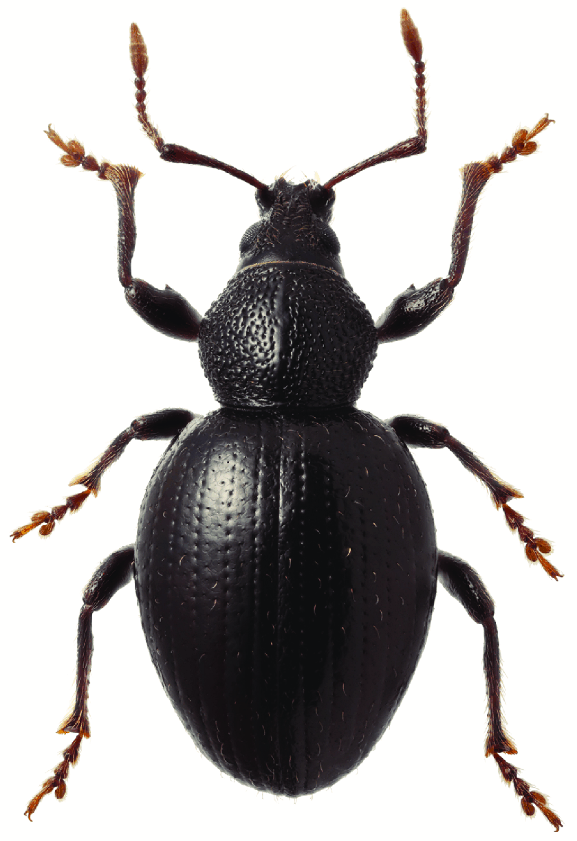 Otiorhynchus proletarius Foto de KV Makarov. La oligarquía lo ve así